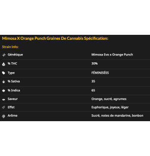 MIMOSA X ORANGE PUNCH - FÉMINISÉE