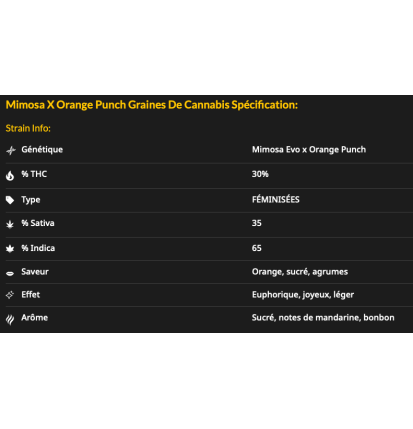 MIMOSA X ORANGE PUNCH - FÉMINISÉE