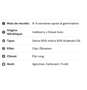 HULKBERRY - AUTOFLORAISON