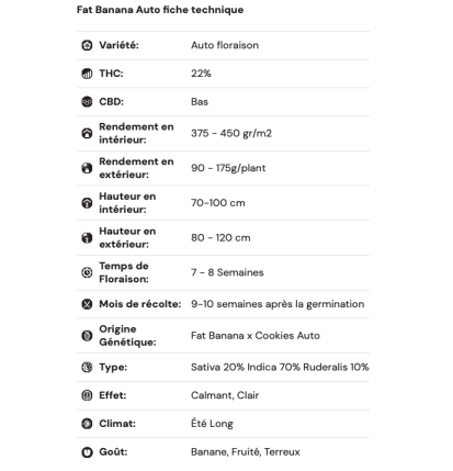 FAT BANANA - AUTOFLORAISON
