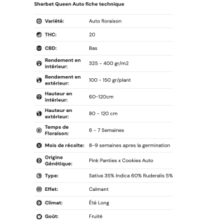 SHERBET QUEEN - AUTOFLORAISON