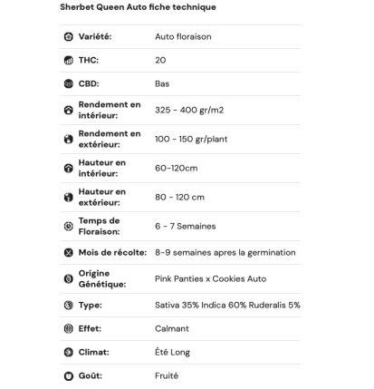 SHERBET QUEEN - AUTOFLORAISON