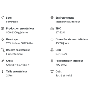 CRITICAL + 2.0 - FÉMINISÉE