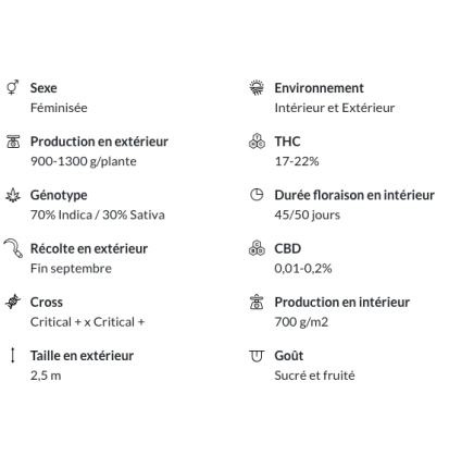 CRITICAL + 2.0 - FÉMINISÉE