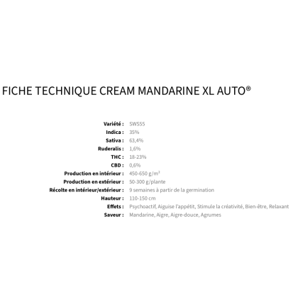 CREAM MANDARINE XL - AUTOFLORAISON