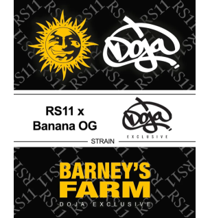 RS11 X BANANA OG - FÉMINISÉE