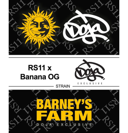 RS11 X BANANA OG - FÉMINISÉE
