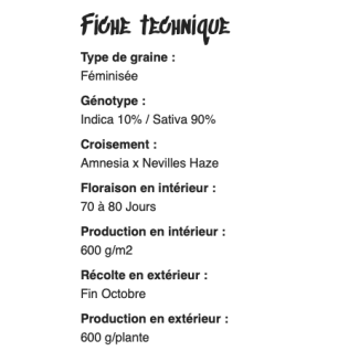 AMNÉSIA HAZE - FÉMINISÉE