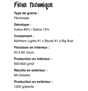 BIG BUD - FÉMINISÉE