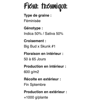 CRITICAL - FÉMINISÉE