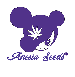 CHIMERA CUT - FÉMINISÉE "ANÉSIA SEEDS"