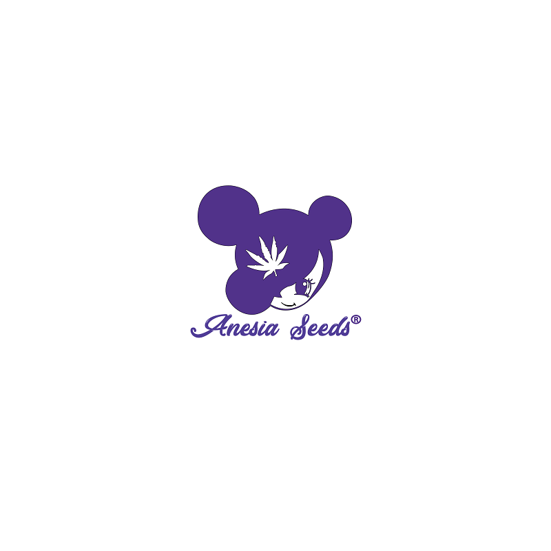 FIRST LADY - FÉMINISÉE "ANÉSIA SEEDS"