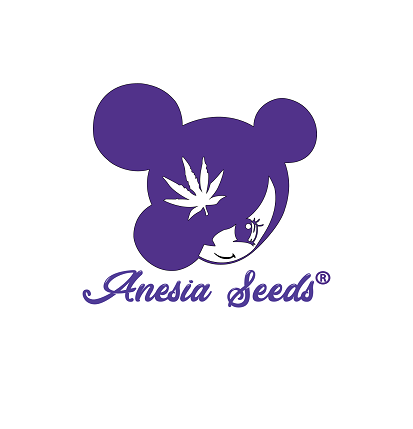 FIRST LADY - FÉMINISÉE "ANÉSIA SEEDS"
